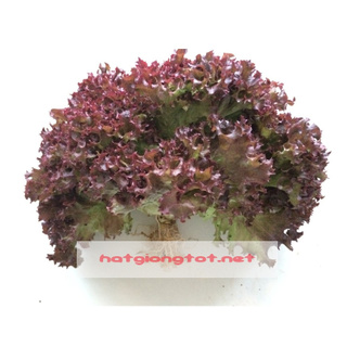 Hạt giống rau xà lách xoăn tím - TTH