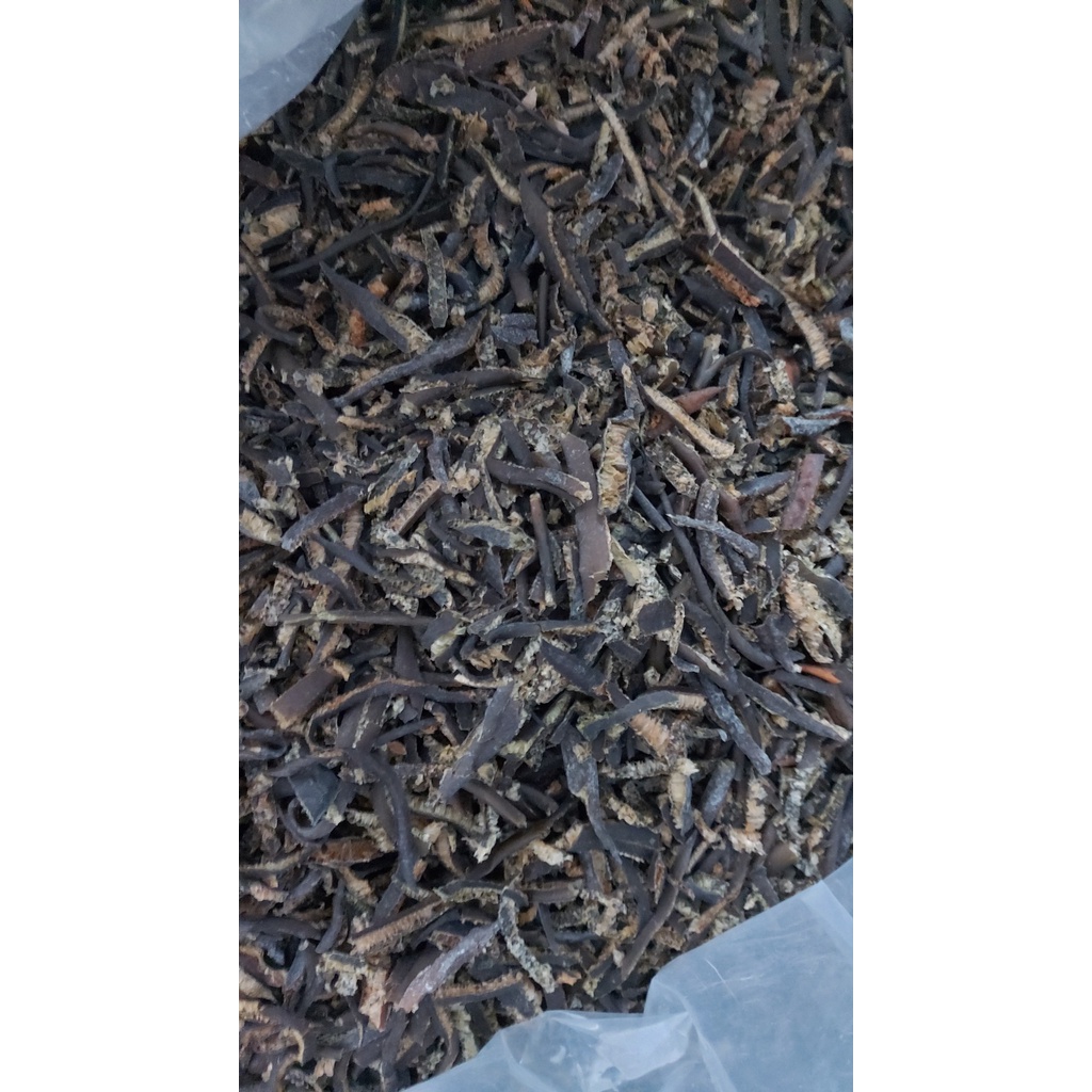 Tảo Chile Loại Ngắn Nhỏ