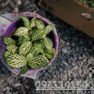 Lá may mắn (Fittonia)