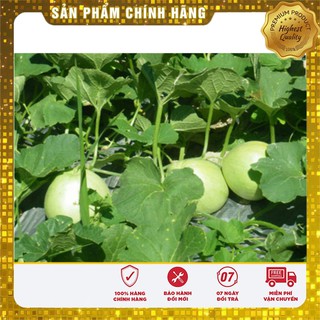 Hạt Giống Dưa Lê Siêu Ngọt(01g)