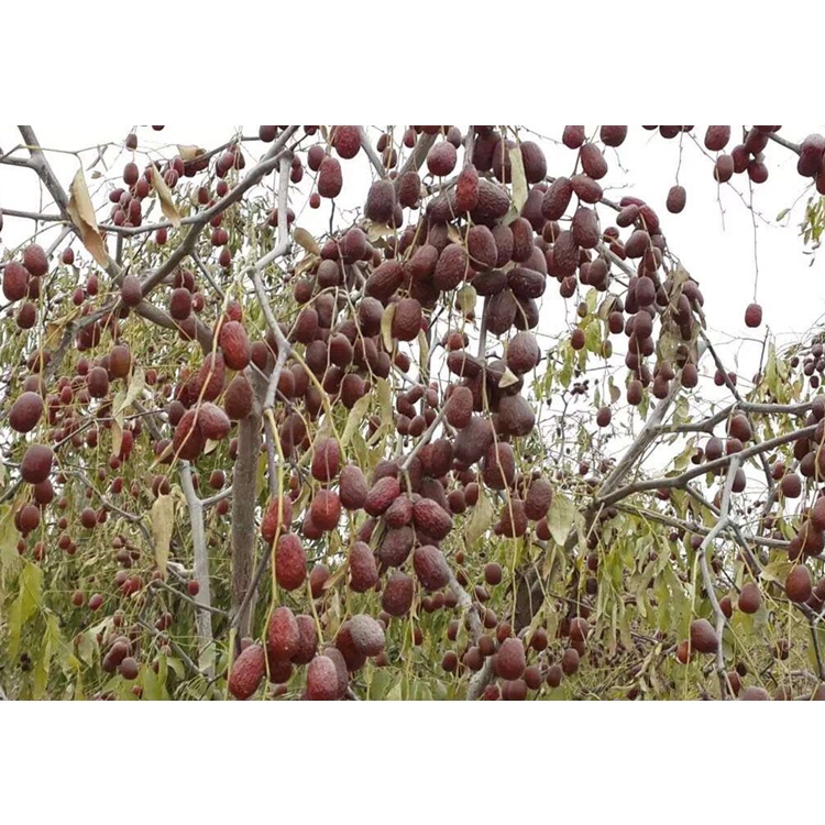 Cây giống táo đỏ tân cương