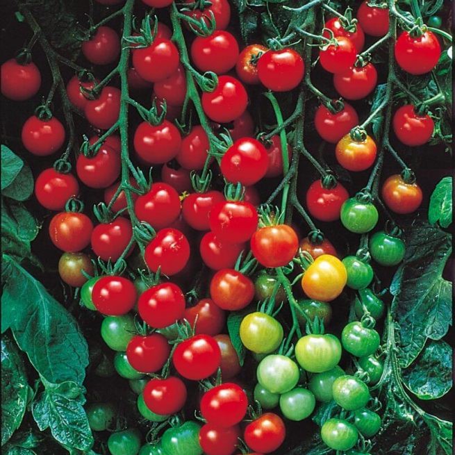 30 Hạt giống Cà chua bi đỏ chùm cây cao