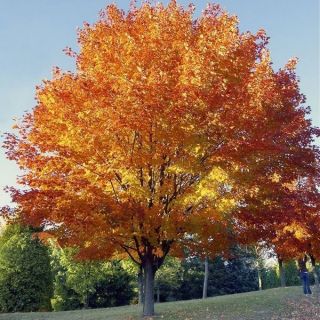 Hạt Giống Phong Lá Đỏ Tây Âu – Trung Á (Acer Pseudoplatanus)