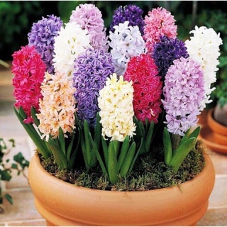 🍀hàng đẹp🍀củ hoa tiên ông giá sỉ hoa tết