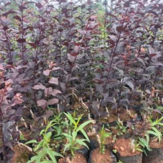 CÂY GIỐNG MẬN ĐỎ