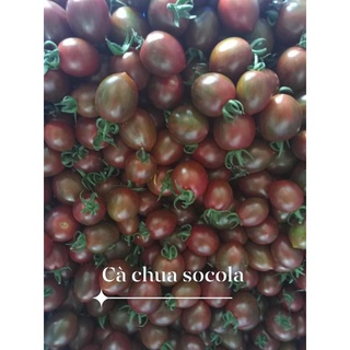 Cà chua socola