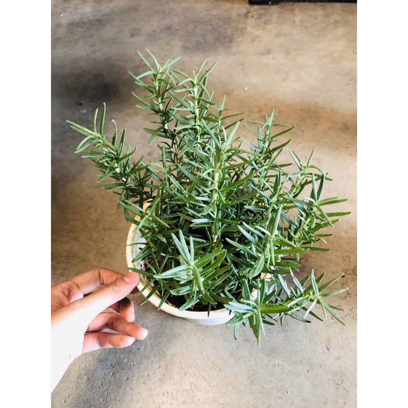 Cây HƯƠNG THẢO -rosemary (chậu lớn 15cm)