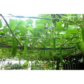 HẠT GIỐNG ĐẬU RỒNG