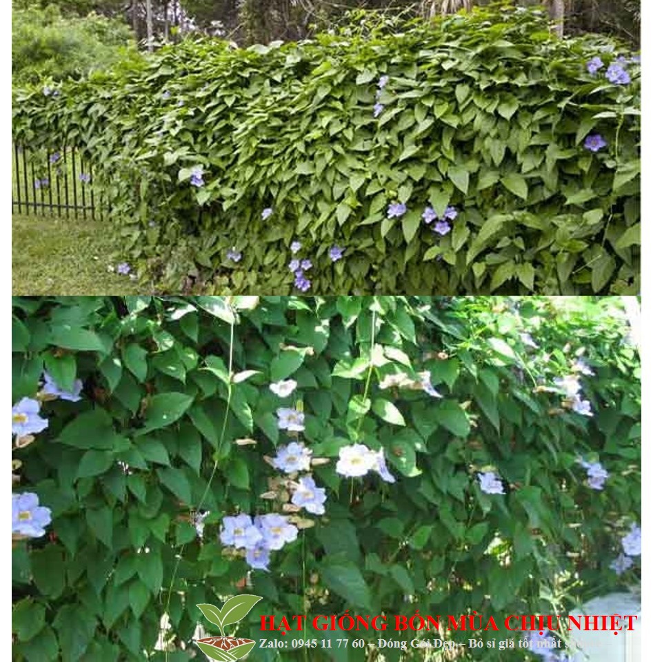 HẠT GIỐNG Cây Cát Đằng 10 HẠT che mát mùa hè nóng nực