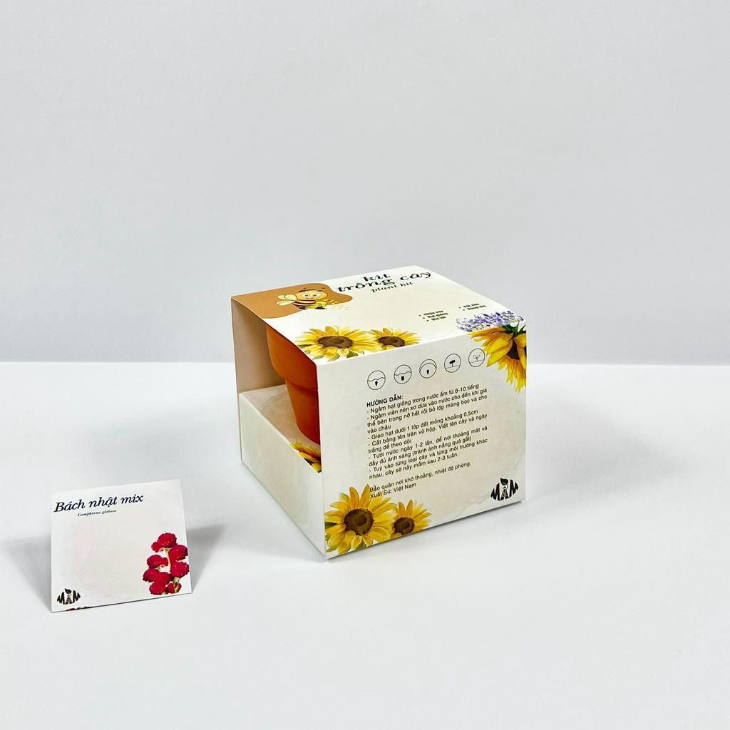 Bộ kit trồng cây mini, bộ trồng cây mini trang trí bàn làm việc, quà tặng sinh nhật, quà tặng cho bé