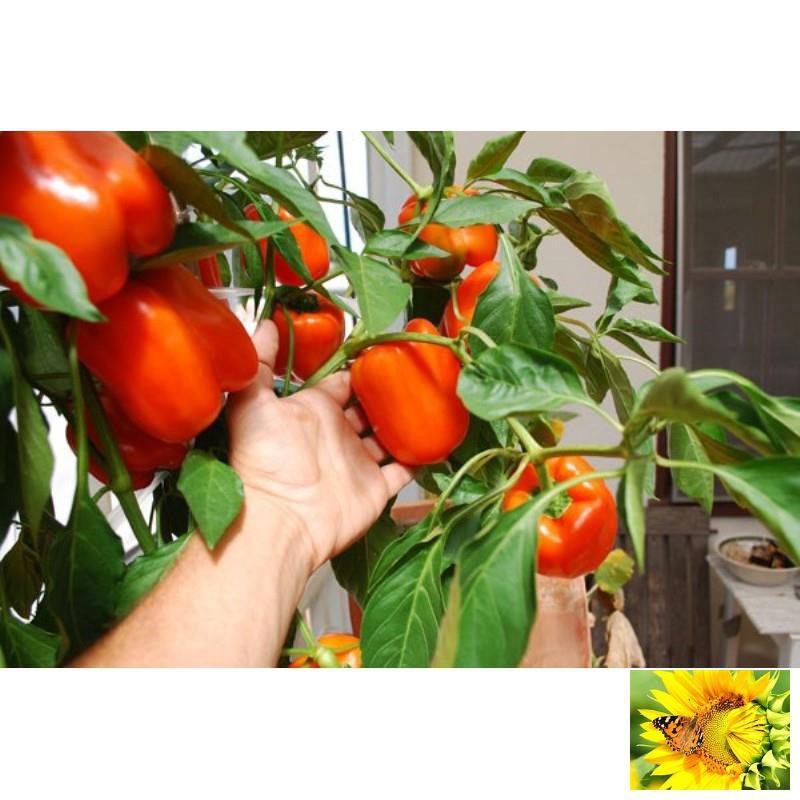 Hạt Giống Ớt Ngọt Nhiều Màu 10 Hạt Hạt Giống Ớt Chuông - Ngọt ,Thơm, Giàu Vitamin