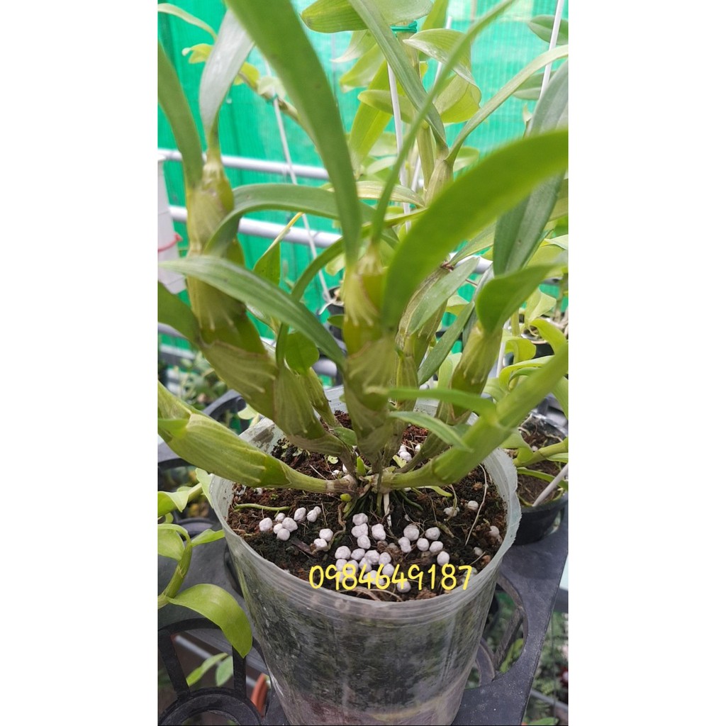 (TẶNG NGAY 10m TÚI LƯỚI) Combo 2kg phân bón tan chậm 14-13-13 của Nhật