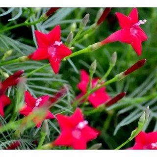 Hạt giống hoa tóc tiên mix - hoa dây leo sao đỏ