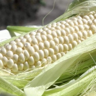 100g Hạt Giống Bắp Nếp