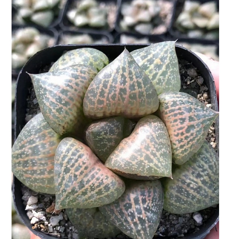 Haworthia Comptoniana Hakugei
