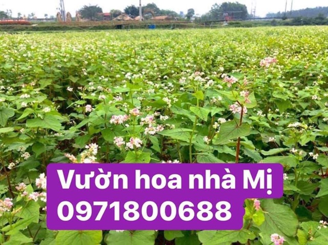 TAM GIÁC MẠCH  50K/1.800 hạt - Vườn hoa nhà Mị