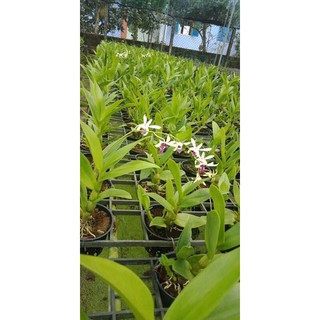 Hoa Lan Dendro Nắng Bà Liễu Thơm