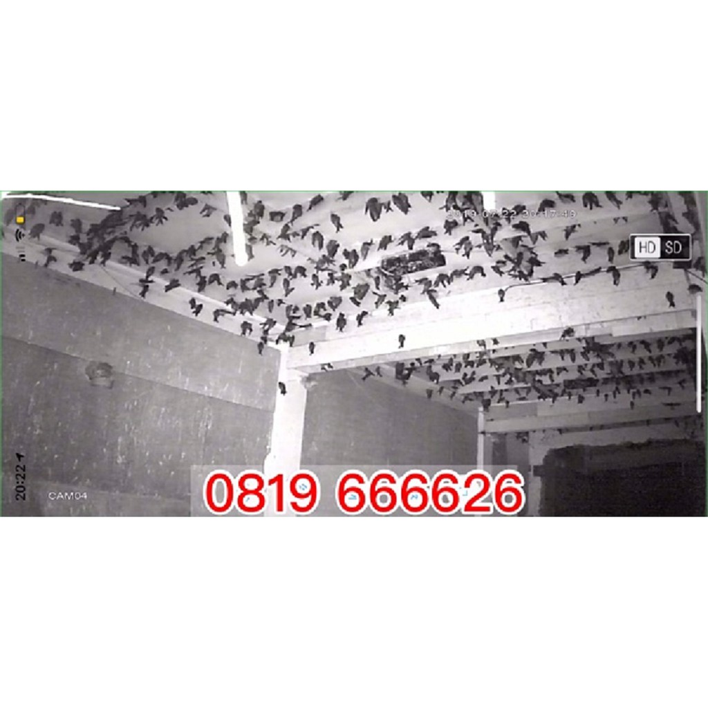 YẾN SÀO CÔ BA - Hông YẾN THÔ  50gr - 100gr + Quà. | BigBuy360 - bigbuy360.vn