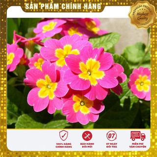 Bộ gói hạt giống Báo xuân