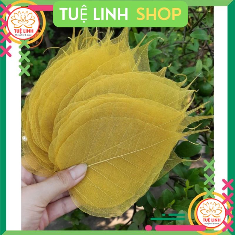 Xương Lá Bồ Đề màu Vàng, Trắng làm tranh, viết Thư Pháp