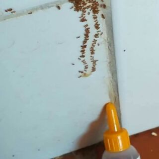 Combo 4 lọ thuốc diệt kiến