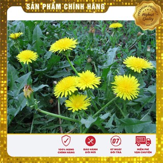 Hạt Giống Bồ Công Anh( 50 hạt)