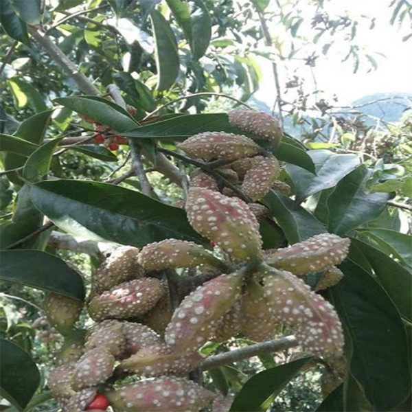 Hạt Dổi Rừng Sa Pa Loại Gia Vị Đặc Biệt Của Tây Bắc Ăn Một Lần Nhớ Cả Đời, Gia Vị Ngon Cho Mọi Nhà | BigBuy360 - bigbuy360.vn