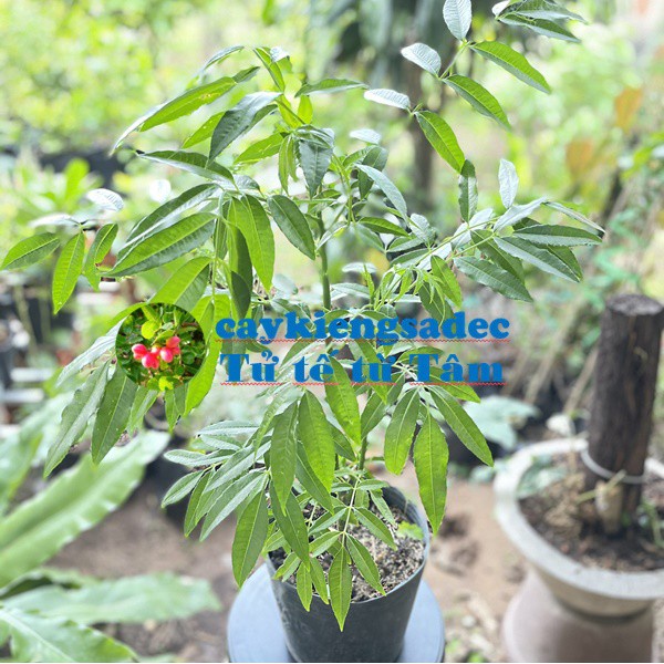 Caykiengsadec - Cây cóc Thái - tặng phân bón-hoa kiểng lá-trang trí nội thất cảnh quan sân vườn ngoài trời