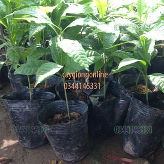 Cây vú sữa hoàng kim