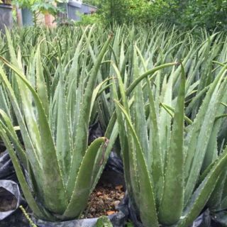 Cây giống nha đam Mỹ