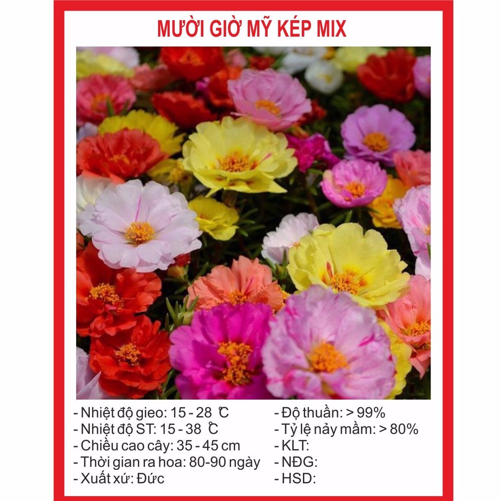 Hạt Giống Hoa Mười Giờ Mỹ Kép Mix 200 Hạt