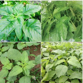 Hạt giống rau dền lá liễu xanh  1 gói 20gram