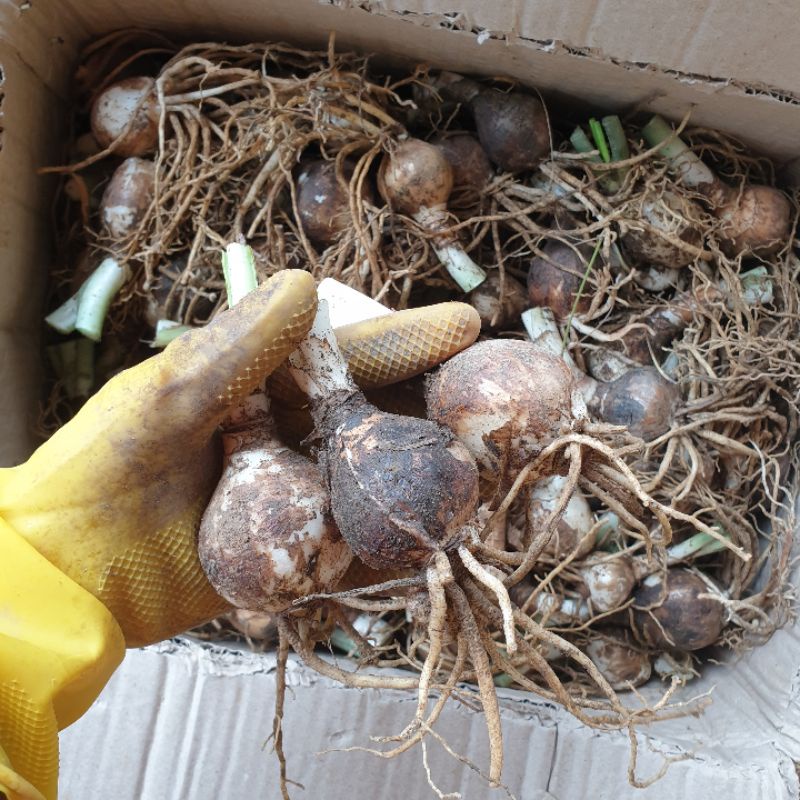 Cây hoa ngọc trâm