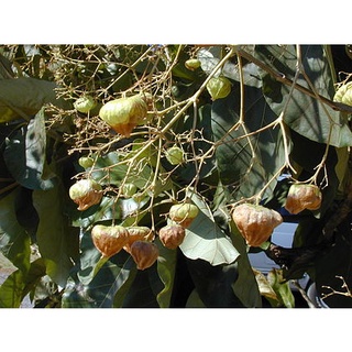 Hạt giống cây tếch (giá tỵ)