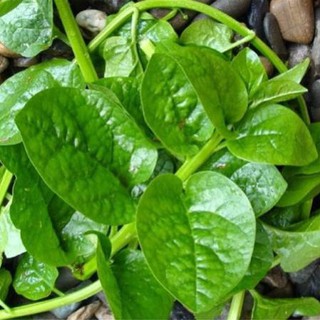 Hạt Giống Tốt Rau Mồng Tơi
