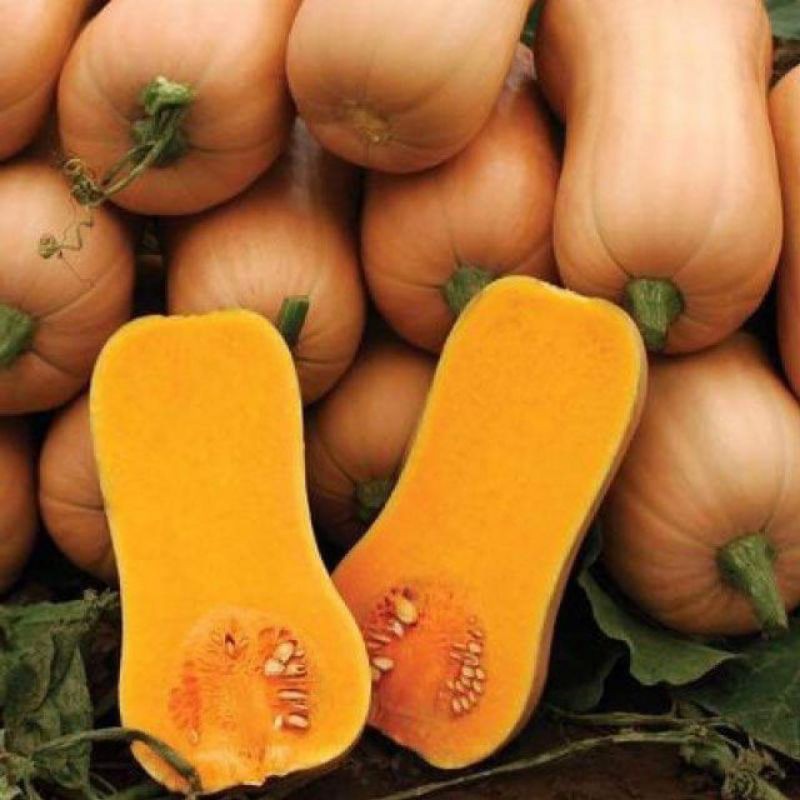 bí mật cao sản đặc ruột thơm ngon