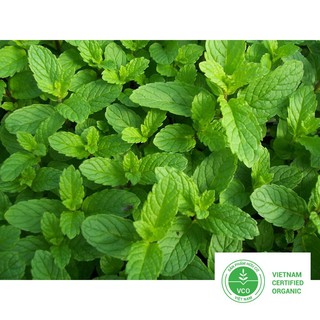 0.1g Hạt giống Húng bạc hà (húng lủi) (tặng gói Kích nẩy mầm và Hướng dẫn) THUTHUY