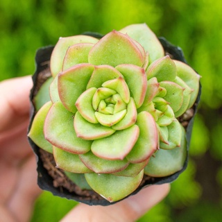 Sen đá nuda 5-7cm - Vườn sen đá