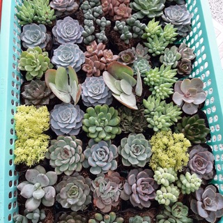 Combo 20 cây sen đá (size bầu) giao ngẫu nhiên