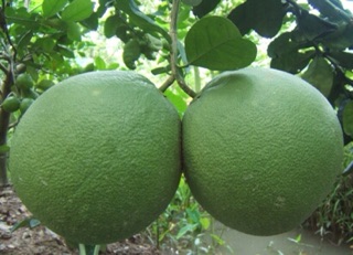 Bưởi da xanh