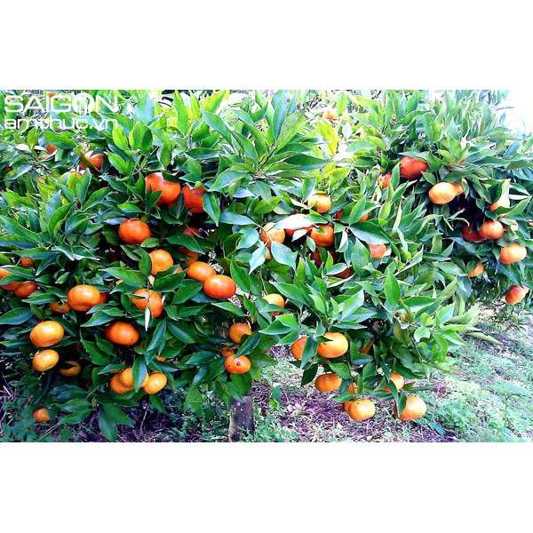 Cây giống CAM ĐƯỜNG CANH