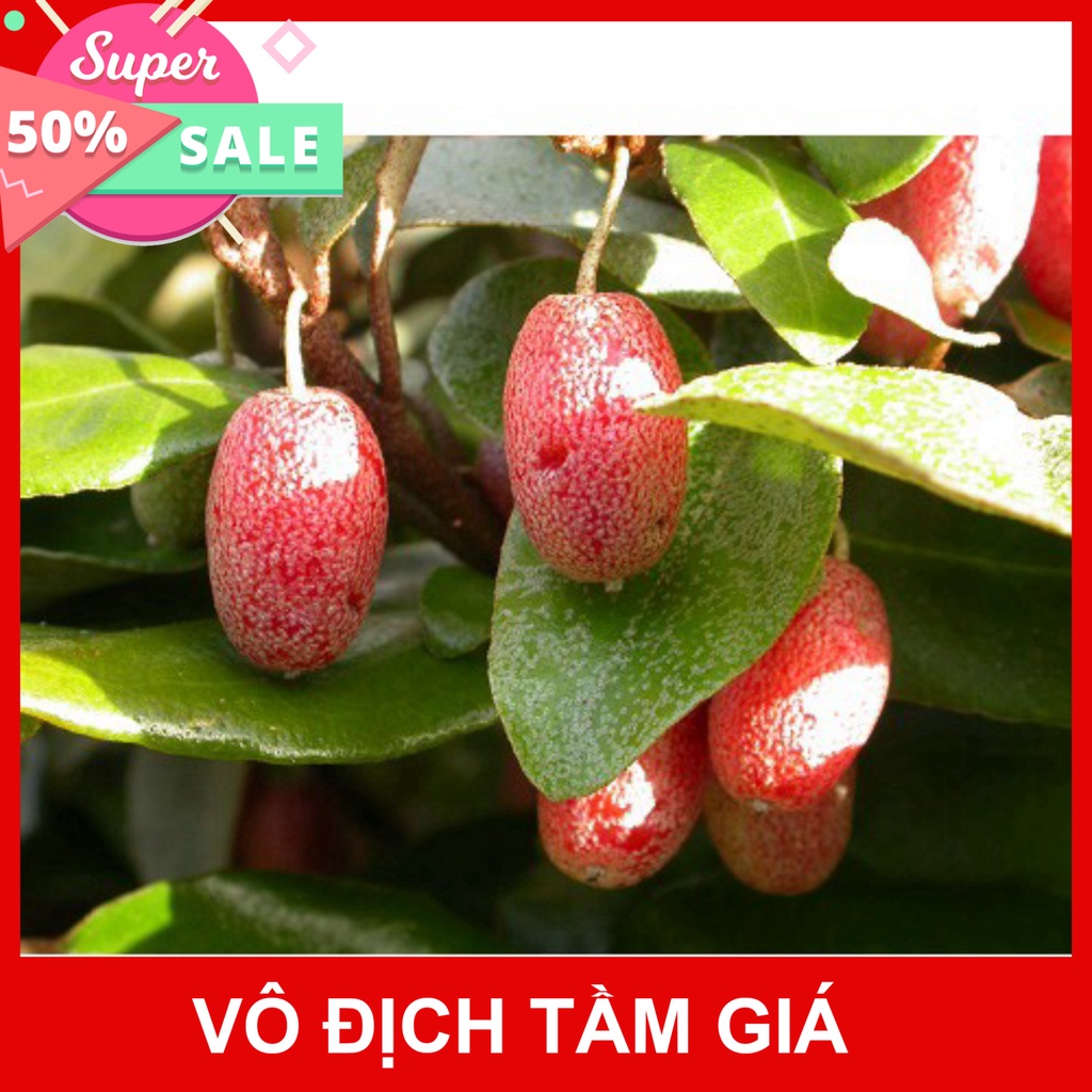 Free Ship Cây Nhót Siêu Ngọt - Phủ Xanh Việt Nam
