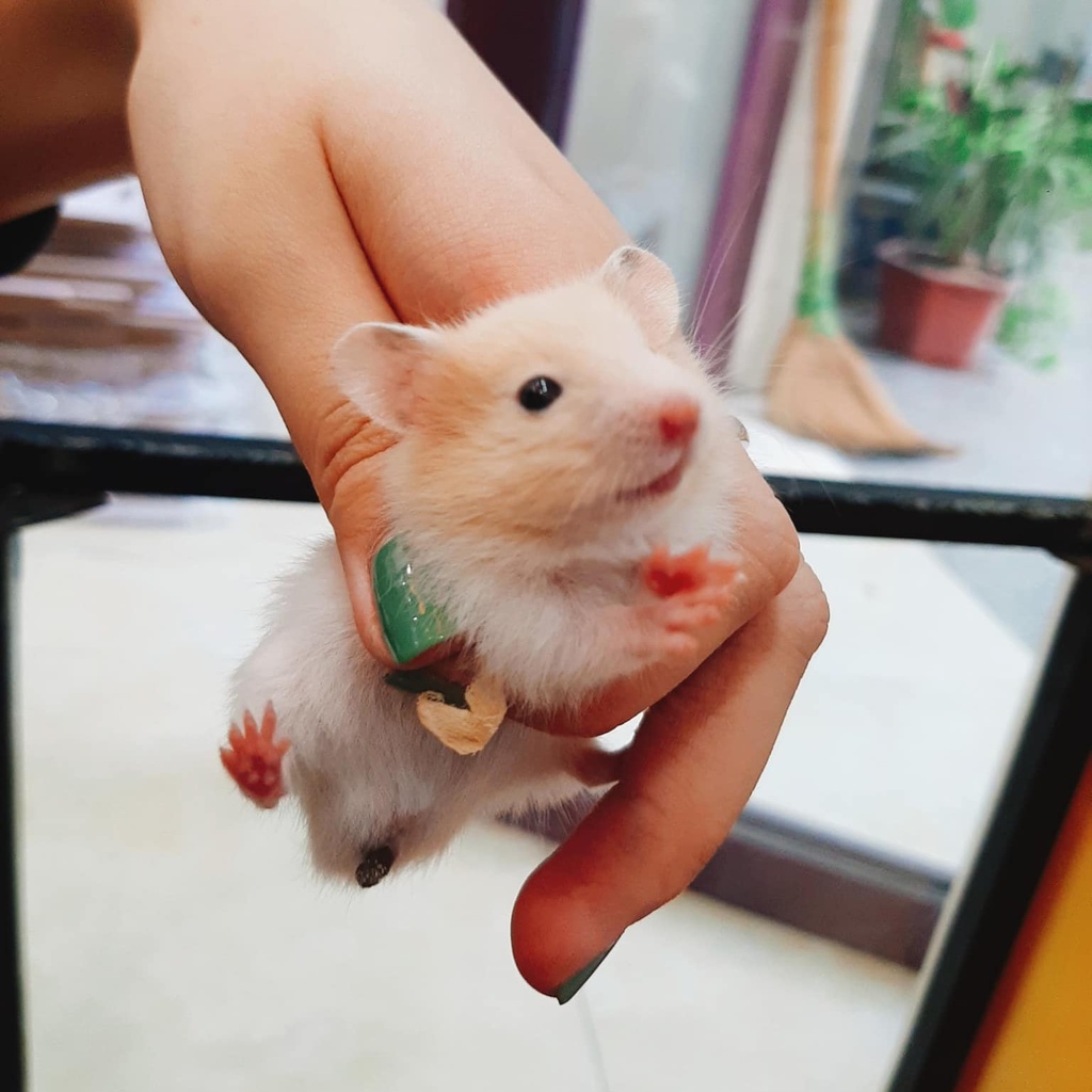 Chuột Hamster BEAR đủ màu