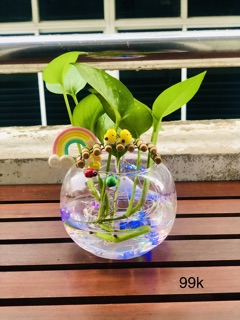 Chậu trầu bà thuỷ sinh đèn led