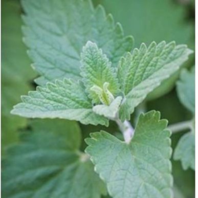 Hạt Giống Bạc Hà Mèo Catnip (Cỏ Mèo)