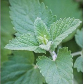 Hạt Giống Bạc Hà Mèo Catnip (Cỏ Mèo)