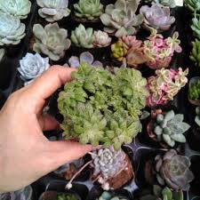 Hạt giống sen đá Sedum mix chất lượng túi 50 hạt
