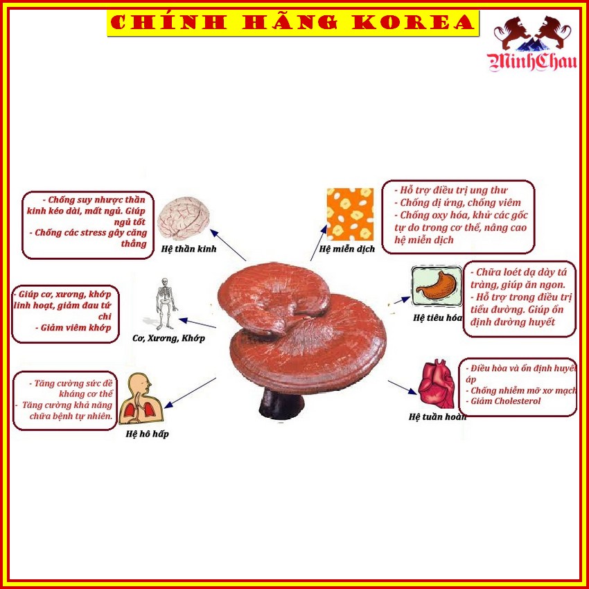 Nấm Linh Chi Bao Tử Hàn Quốc Chính Hãng, Túi 1kg - minhchau