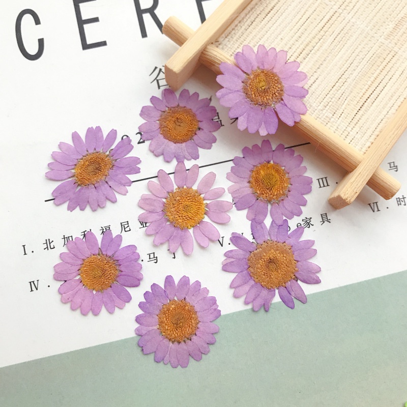 Set 12 Bông Hoa Cúc Ép - Cúc Hoạ Mi Các Màu Trang Trí, Làm Handmade