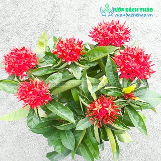 Cây hoa trang đỏ trồng sân vườn